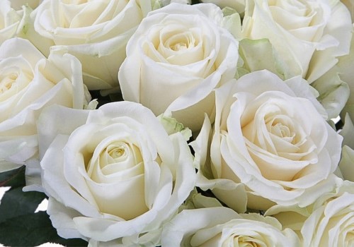قیمت خرید گل رز سفید هلندی با فروش عمده